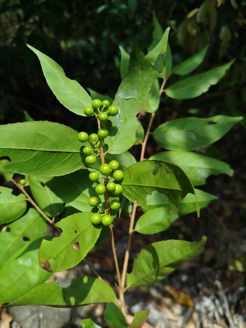Xylosma luzonensis photo 3
