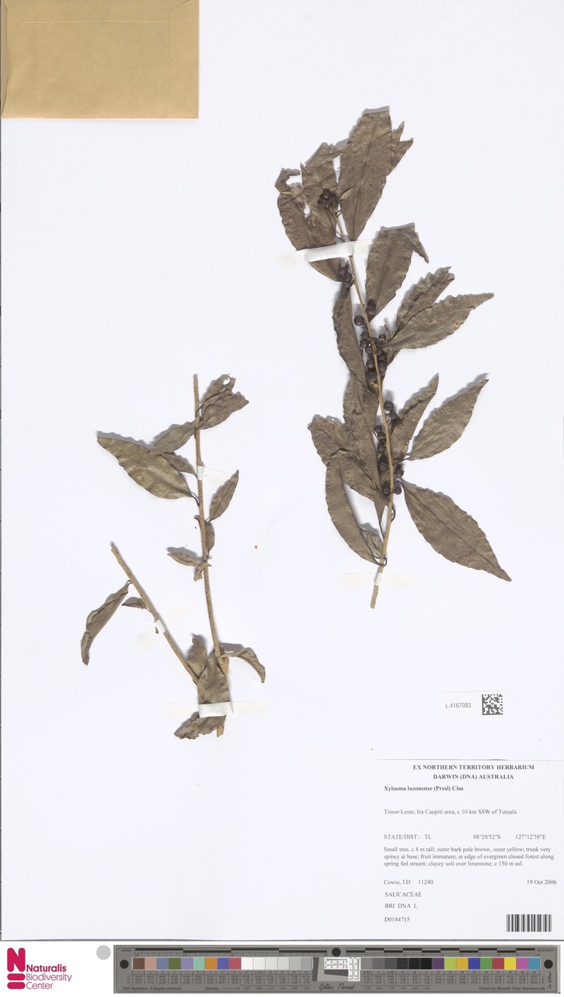 Xylosma luzonensis photo 5