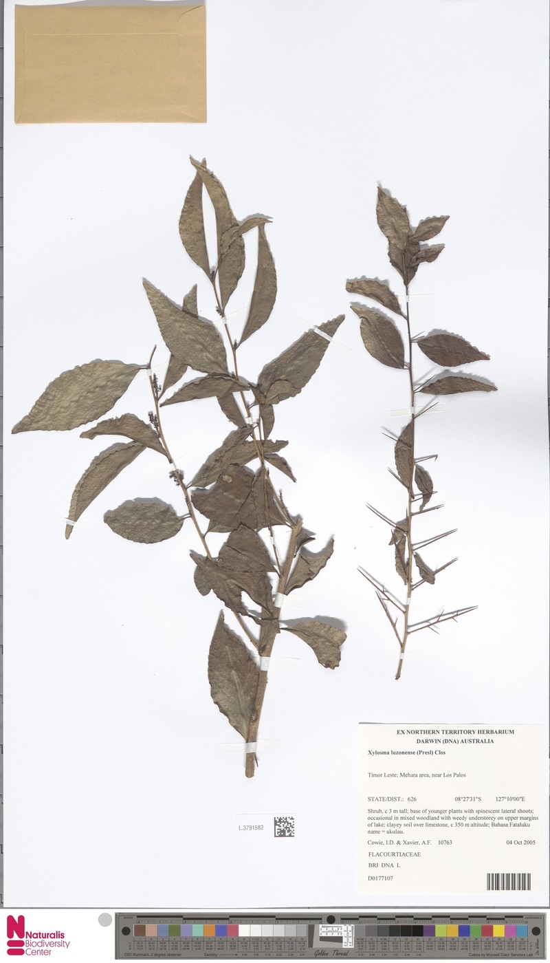 Xylosma luzonensis photo 6
