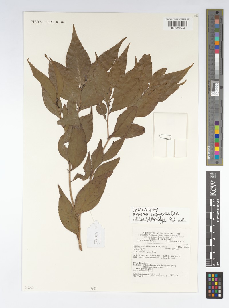 Xylosma luzonensis photo 7