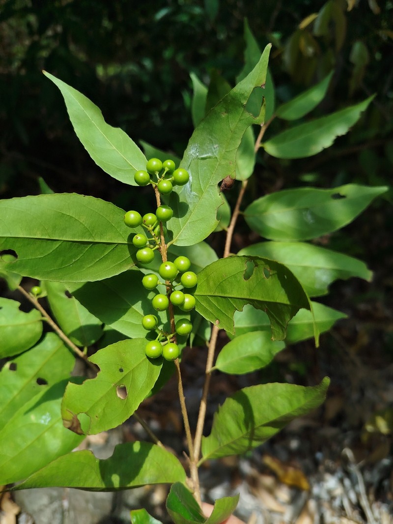 Xylosma luzonensis