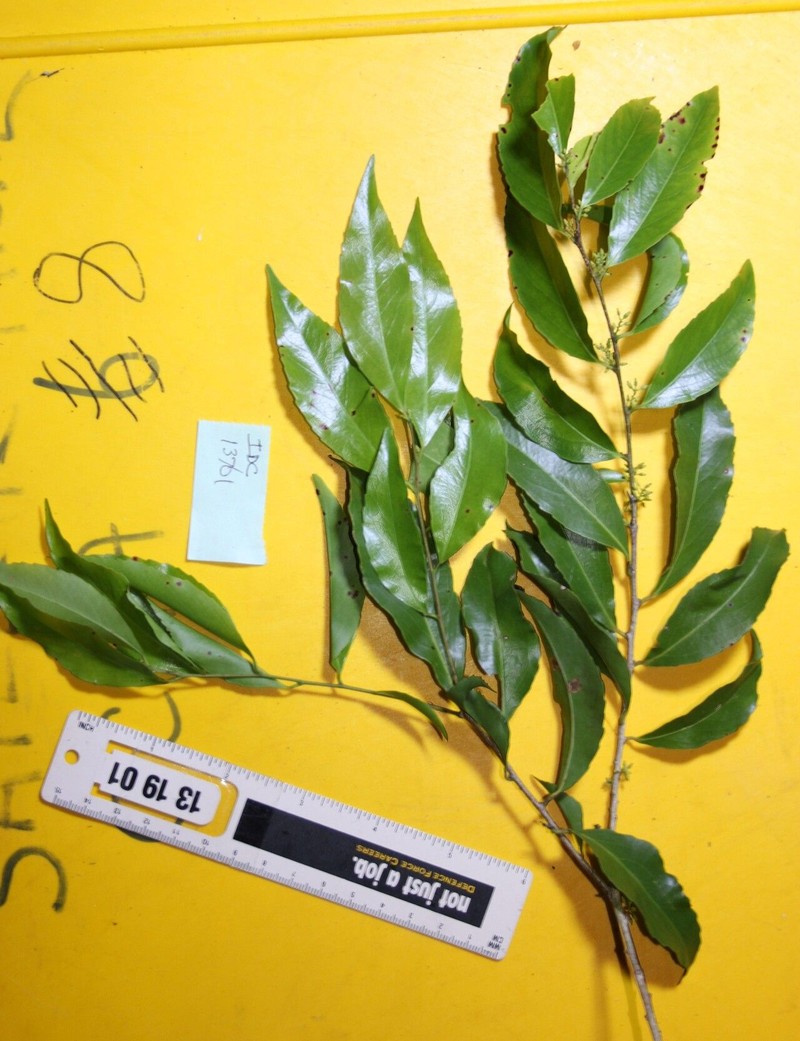 Xylosma luzonensis photo 8