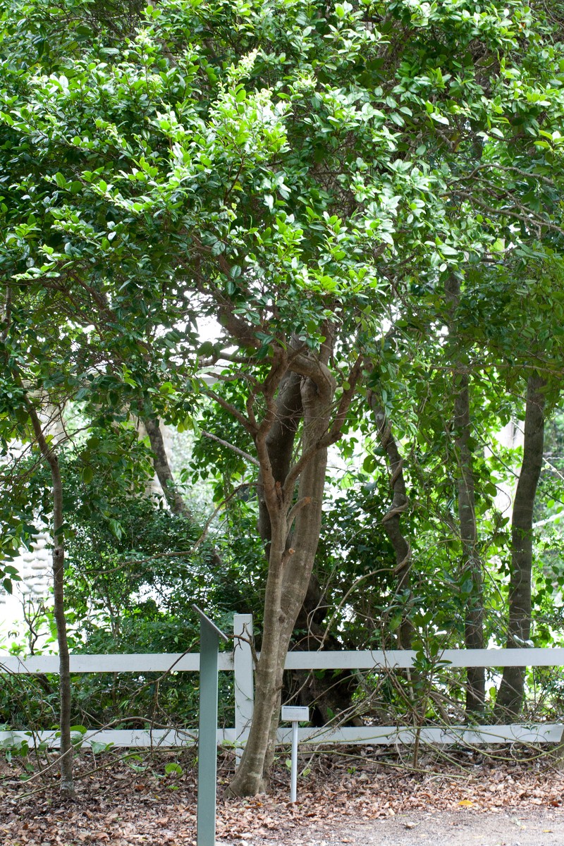 Xylosma maidenii