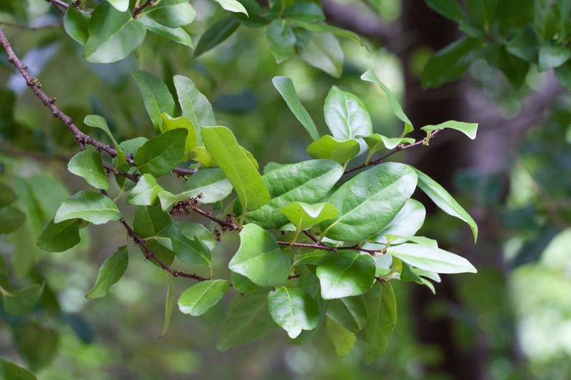 Xylosma maidenii photo 2