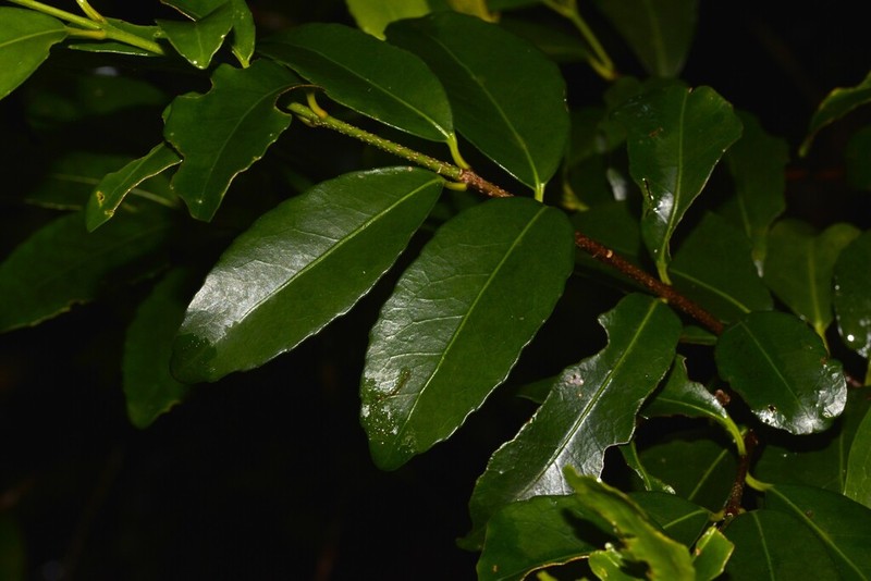 Xylosma maidenii photo 4