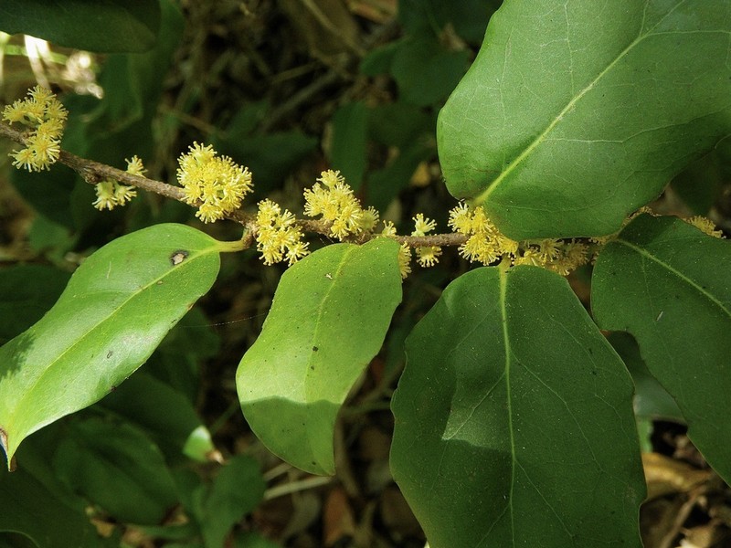 Xylosma maidenii photo 5