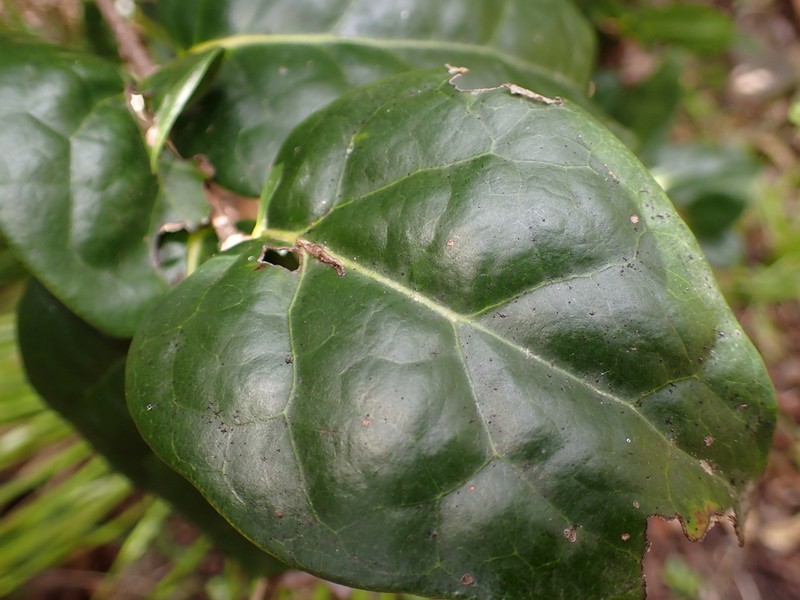 Xylosma maidenii photo 6