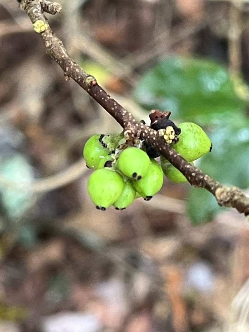 Xylosma maidenii photo 7