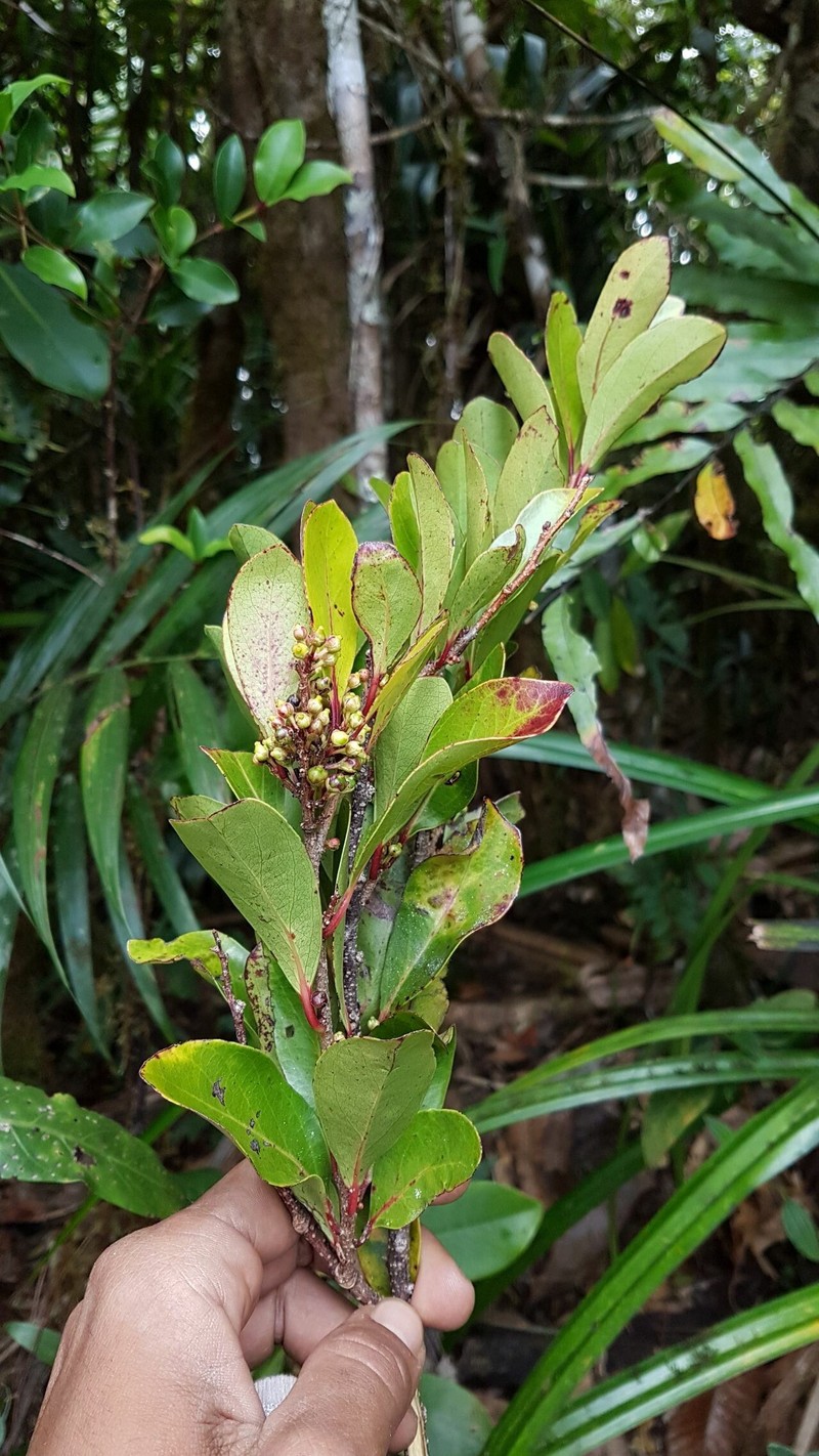 Xylosma mandjeliana