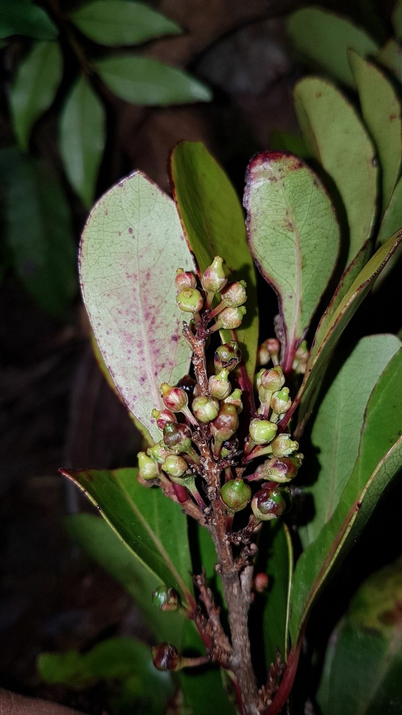 Xylosma mandjeliana photo 2