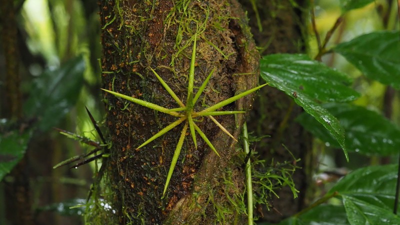 Xylosma martinicensis