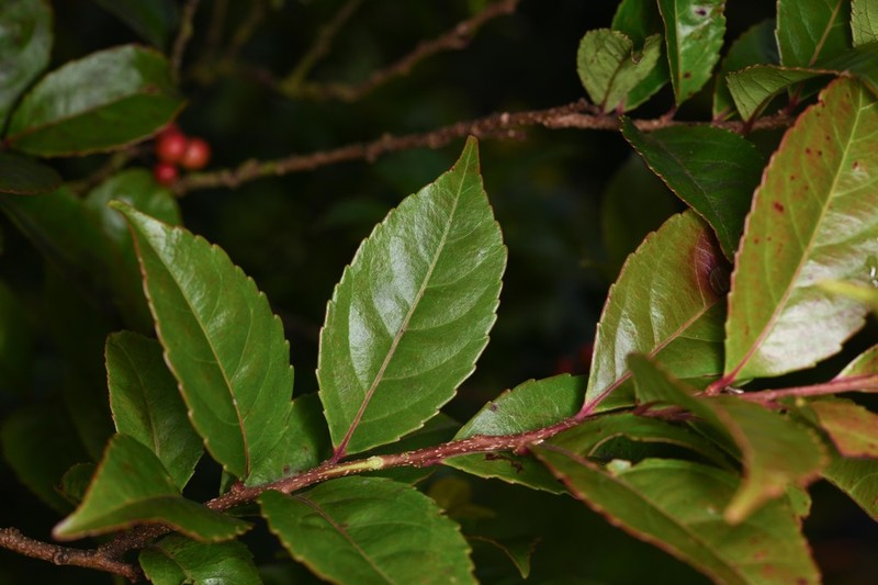 Xylosma martinicensis photo 2
