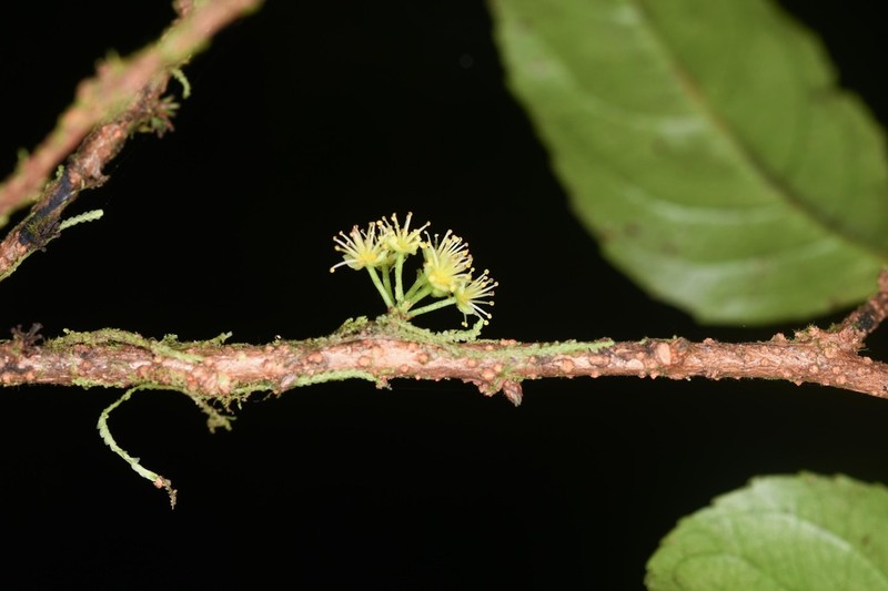 Xylosma martinicensis photo 3