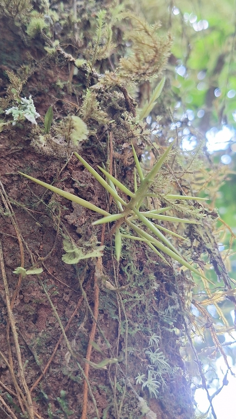 Xylosma martinicensis photo 4