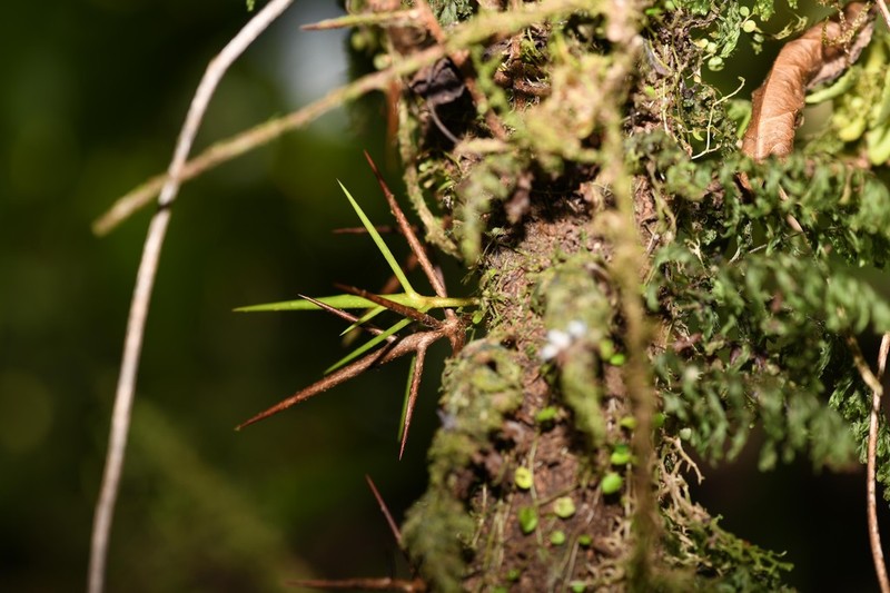 Xylosma martinicensis photo 5