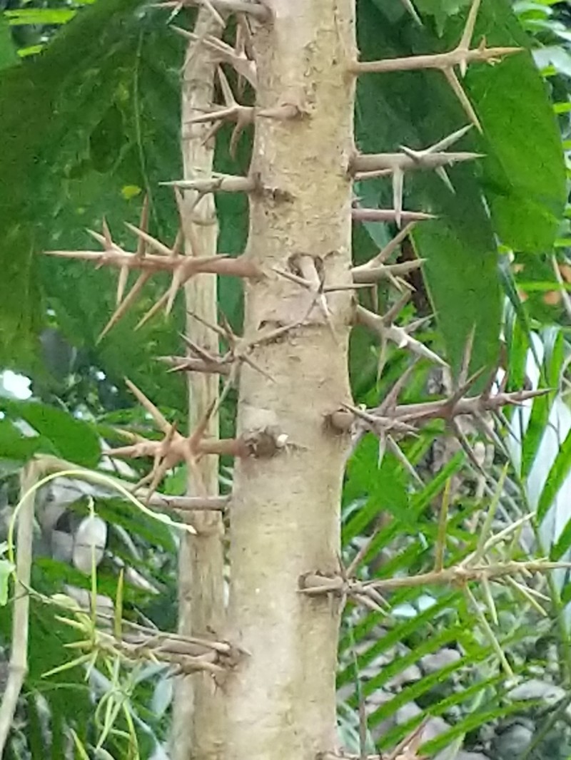 Xylosma martinicensis photo 7