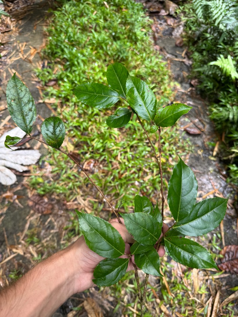 Xylosma martinicensis photo 8