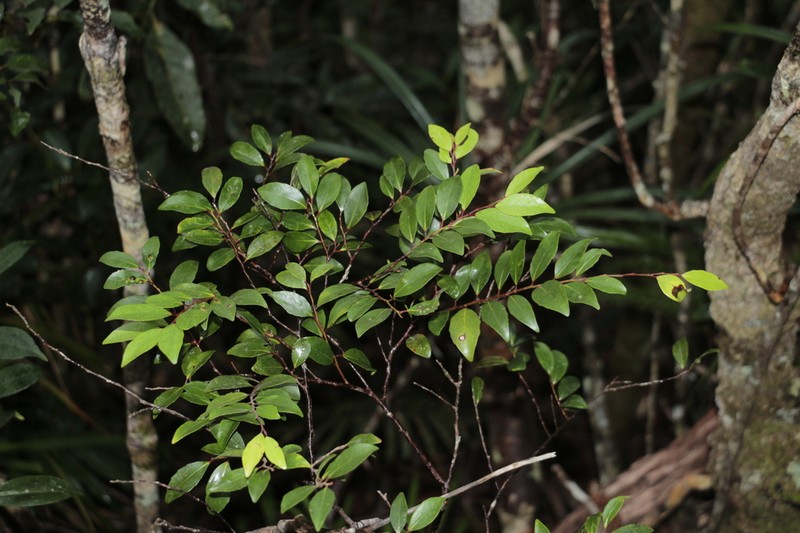 Xylosma molesta