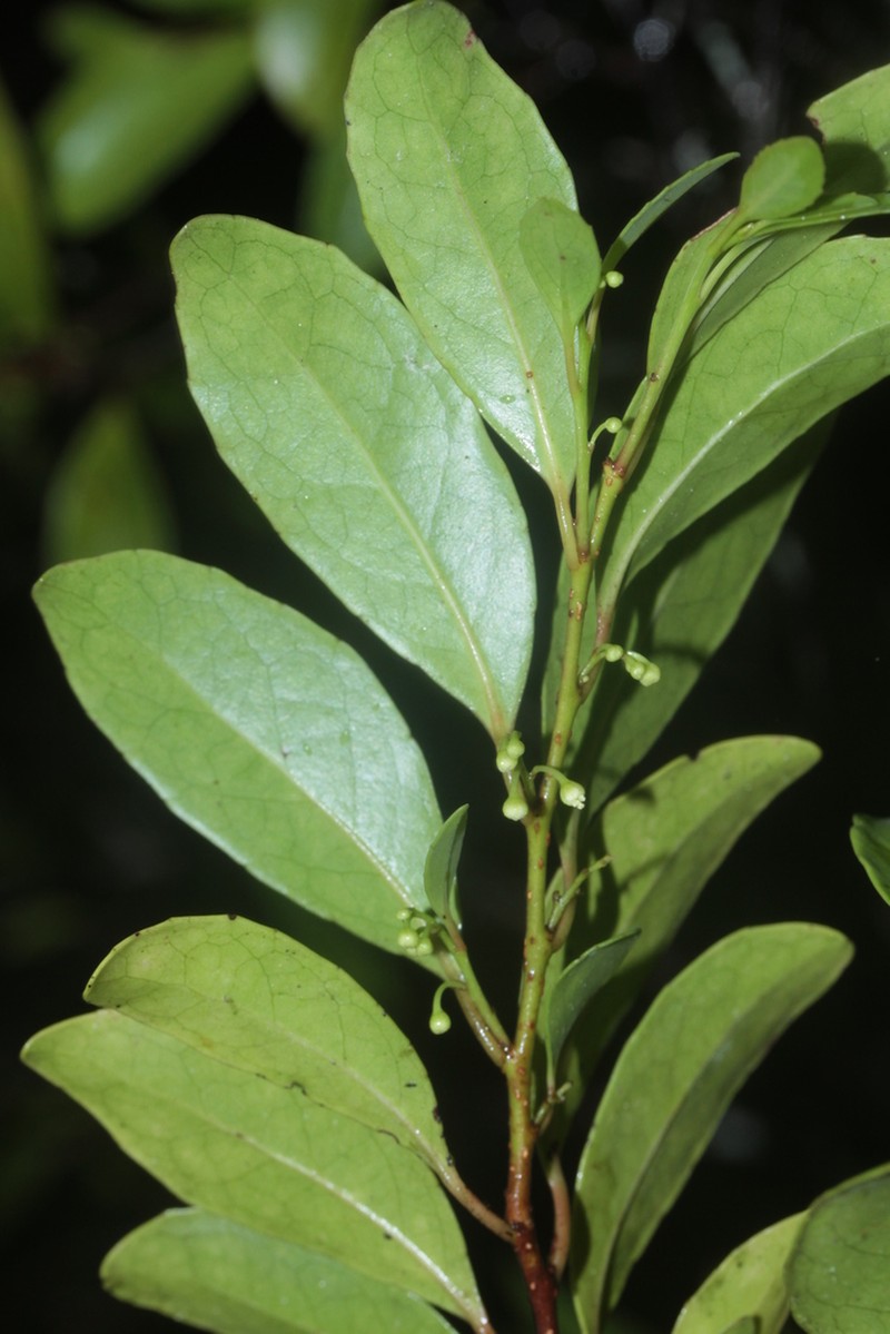 Xylosma molesta photo 2