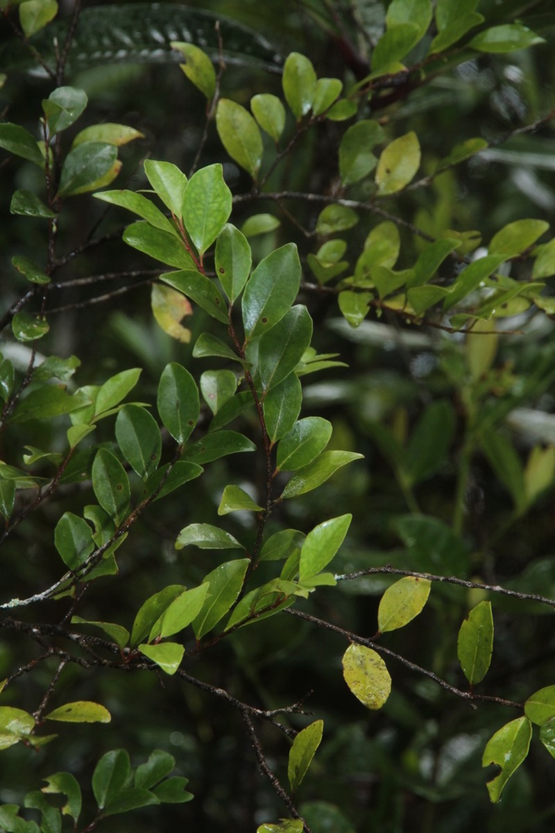 Xylosma molesta photo 3