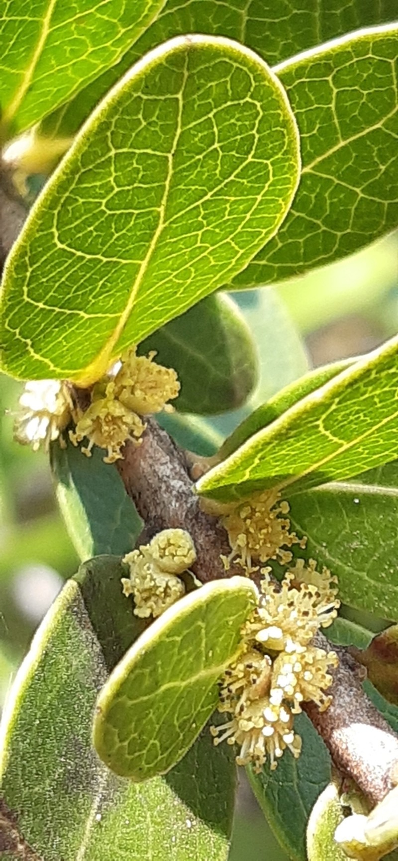 Xylosma nervosa