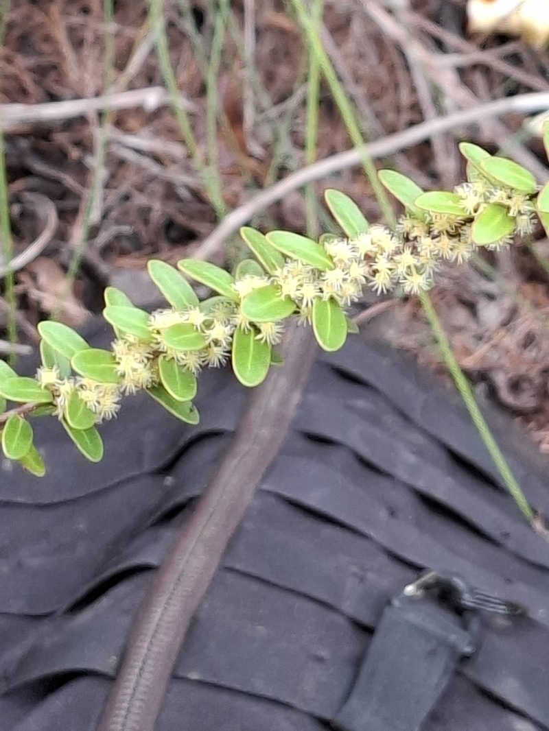Xylosma nervosa photo 3