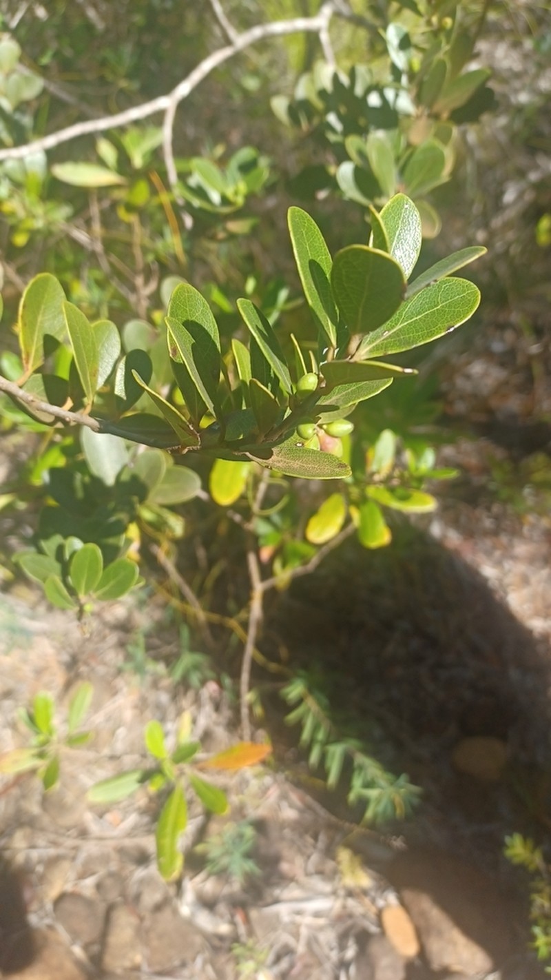 Xylosma nervosa photo 5