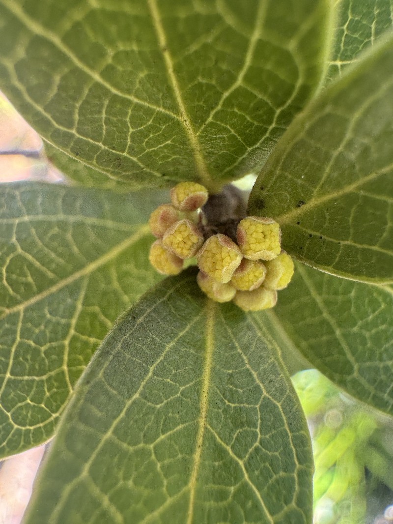 Xylosma nervosa photo 6
