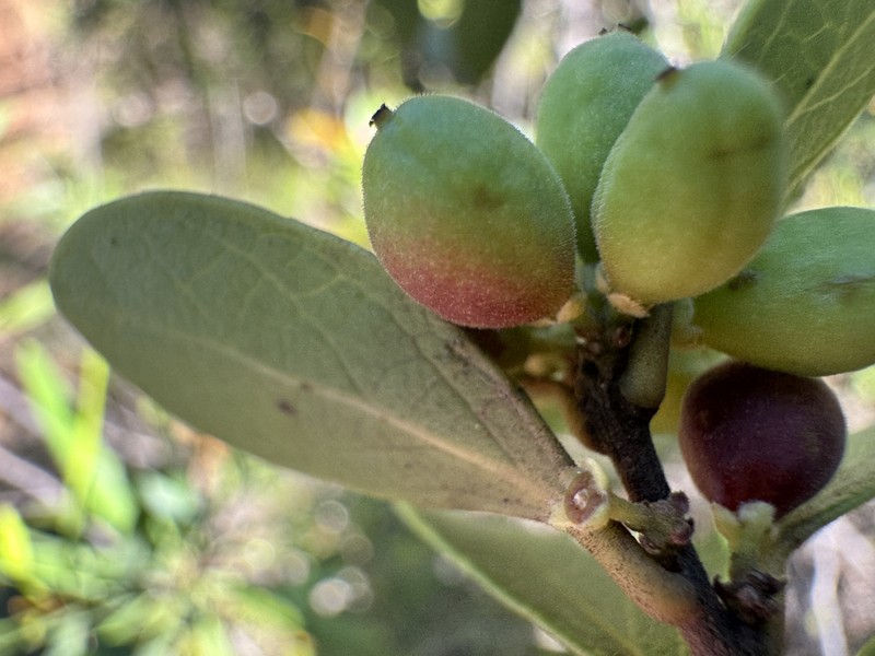 Xylosma nervosa photo 8