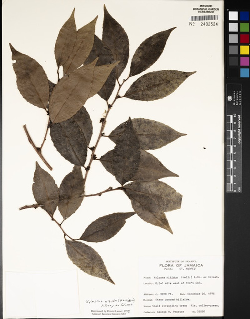 Xylosma nitida