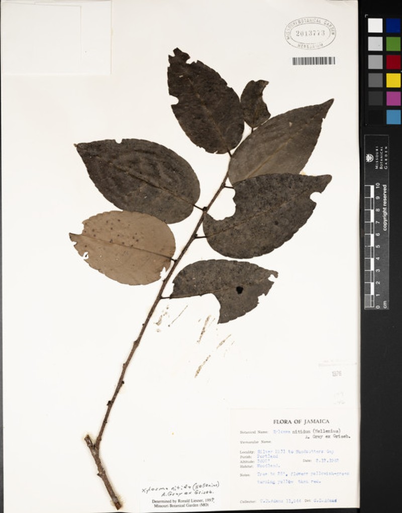 Xylosma nitida photo 2