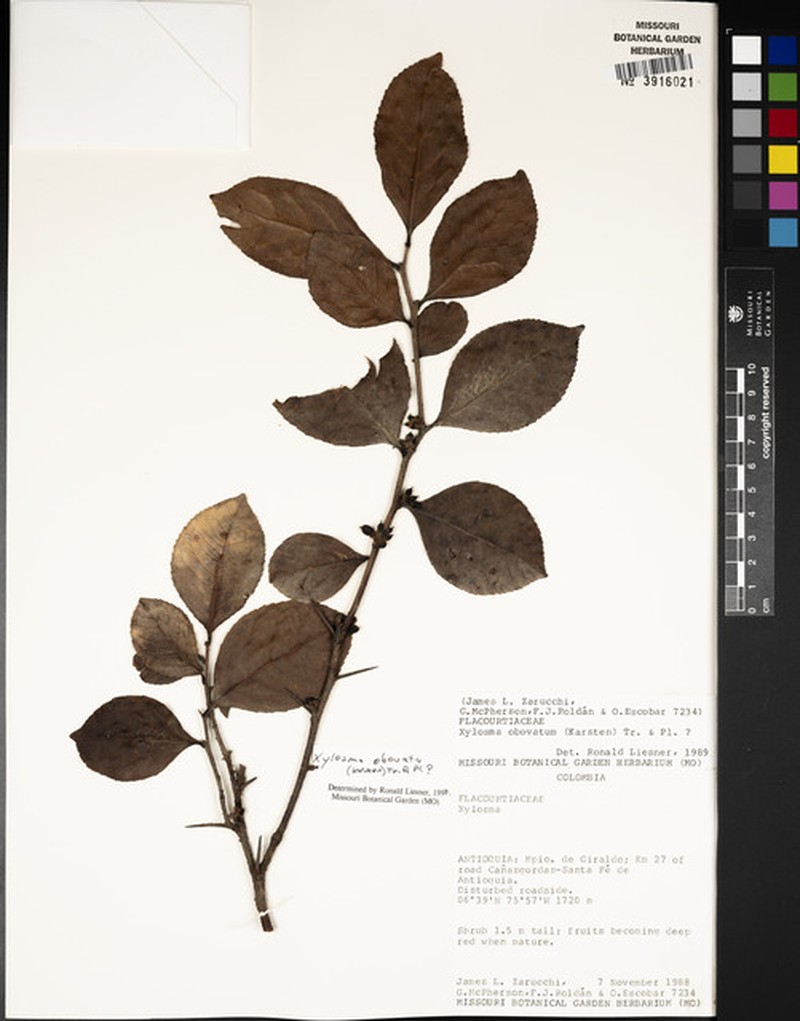 Xylosma obovata