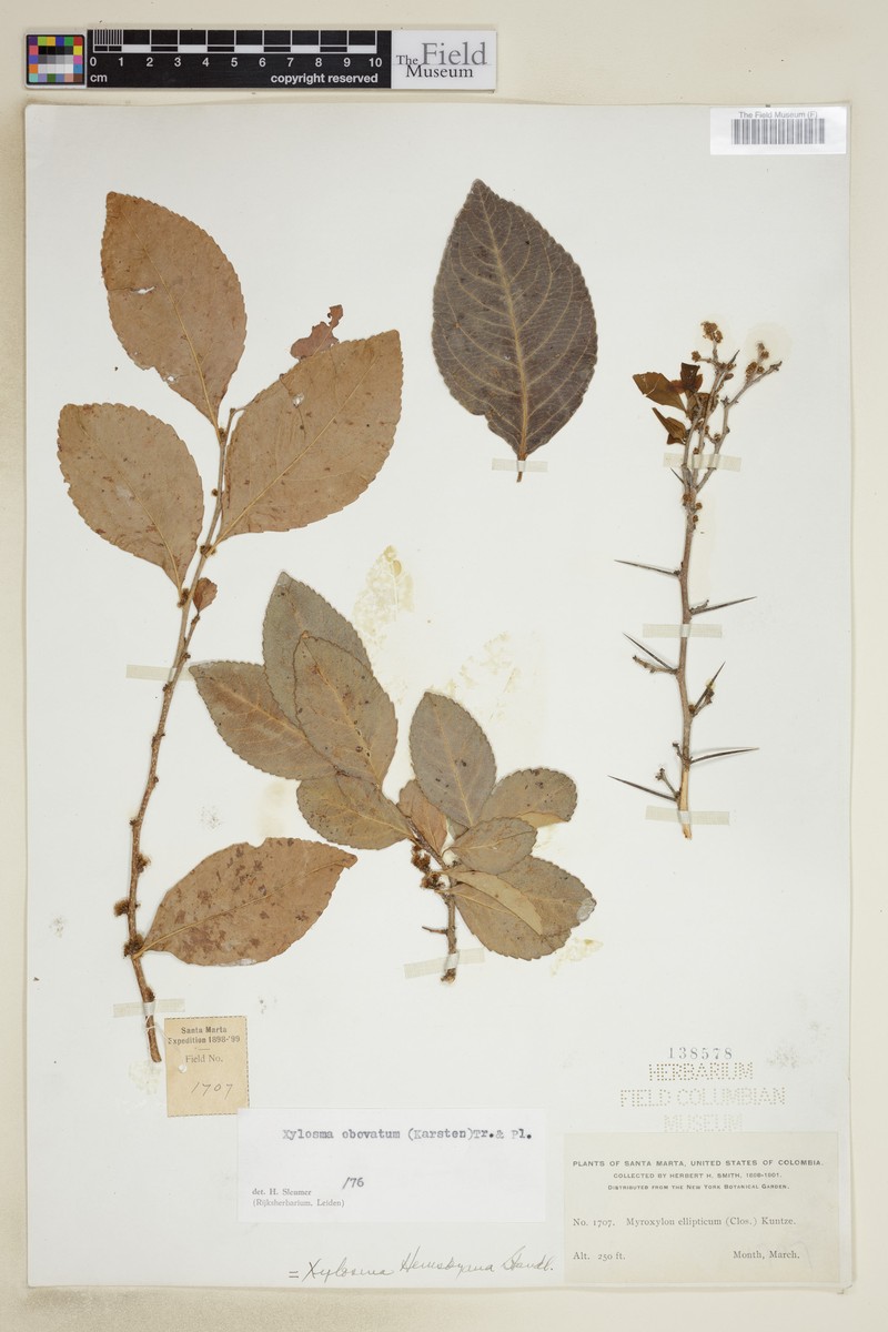 Xylosma obovata photo 2