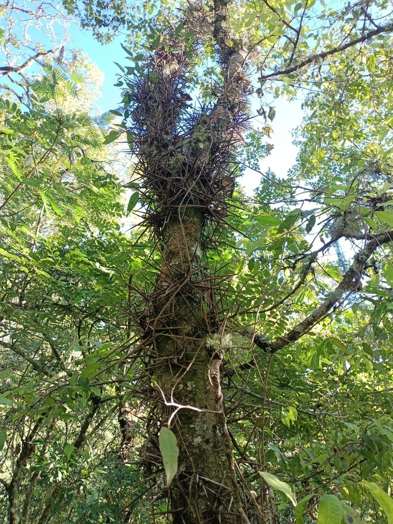 Xylosma oligandra photo 2
