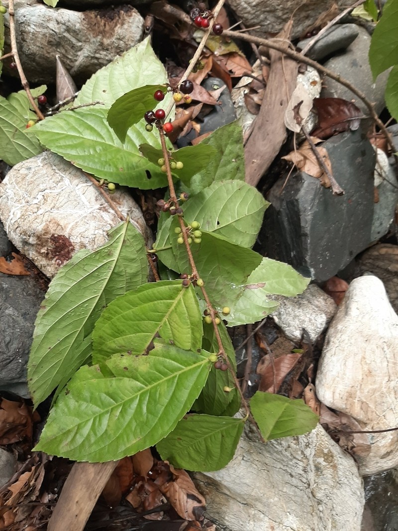 Xylosma oligandra photo 3