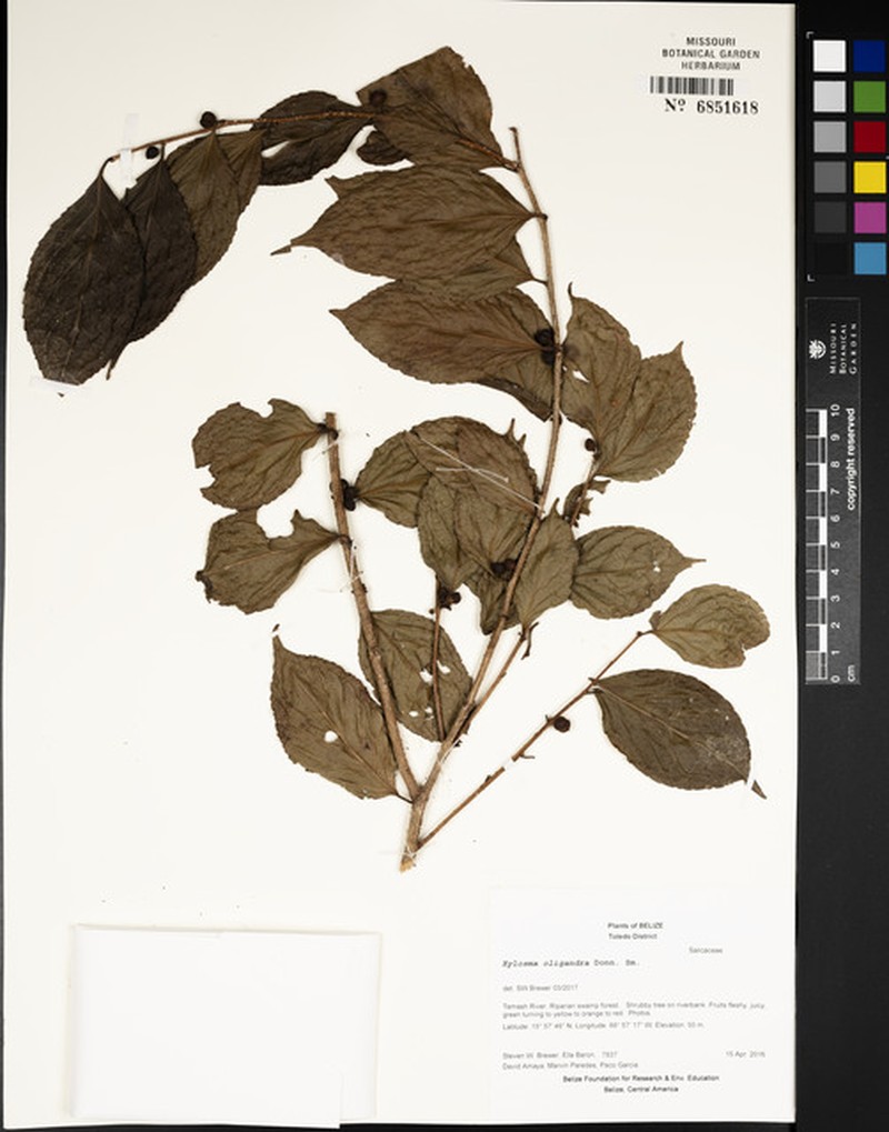 Xylosma oligandra photo 4