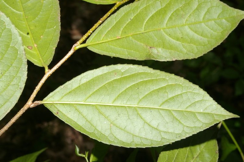 Xylosma oligandra photo 5
