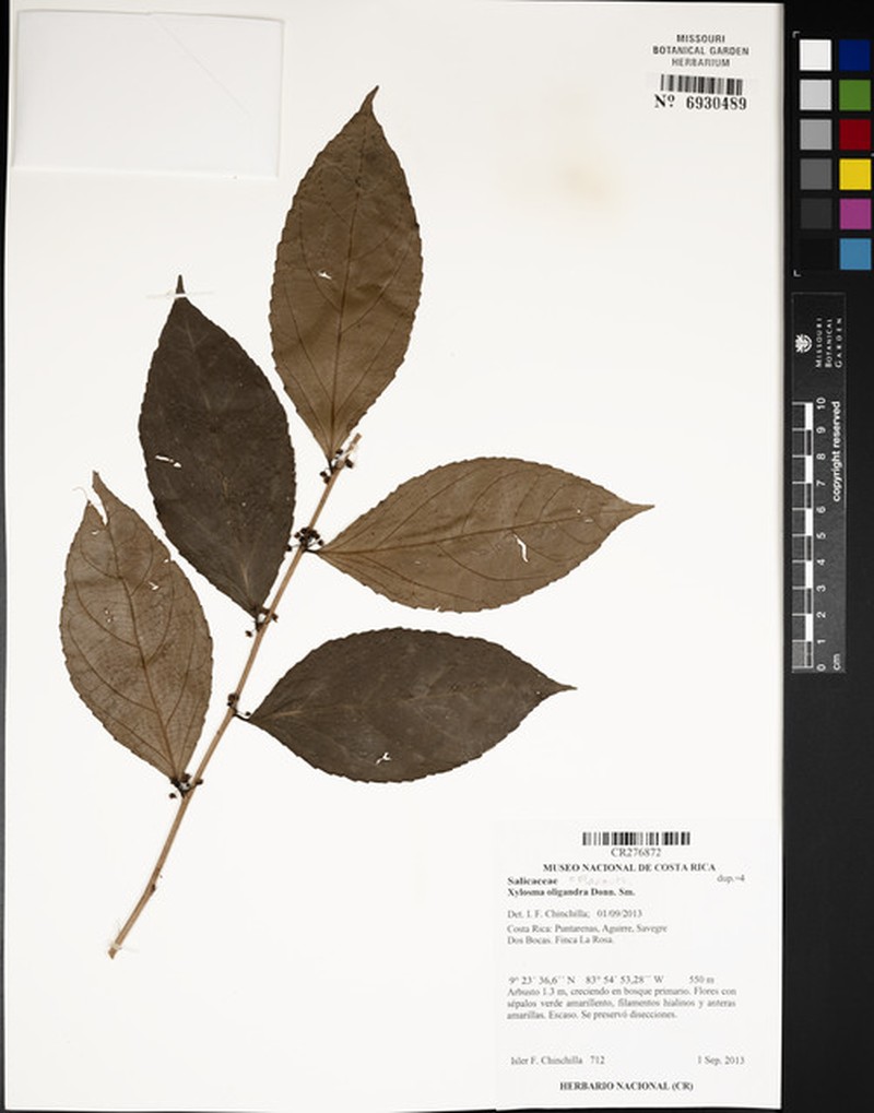 Xylosma oligandra photo 6