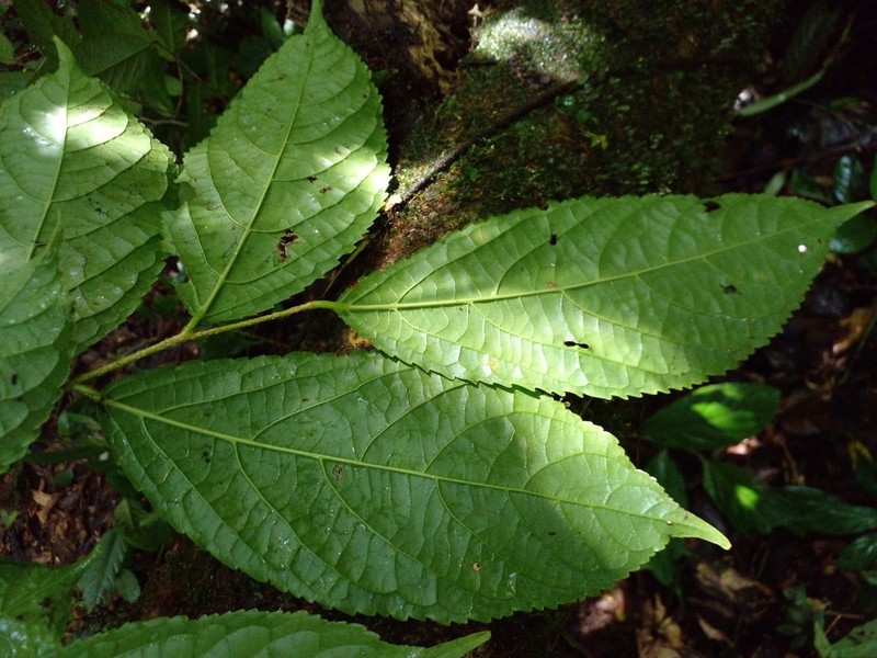 Xylosma oligandra