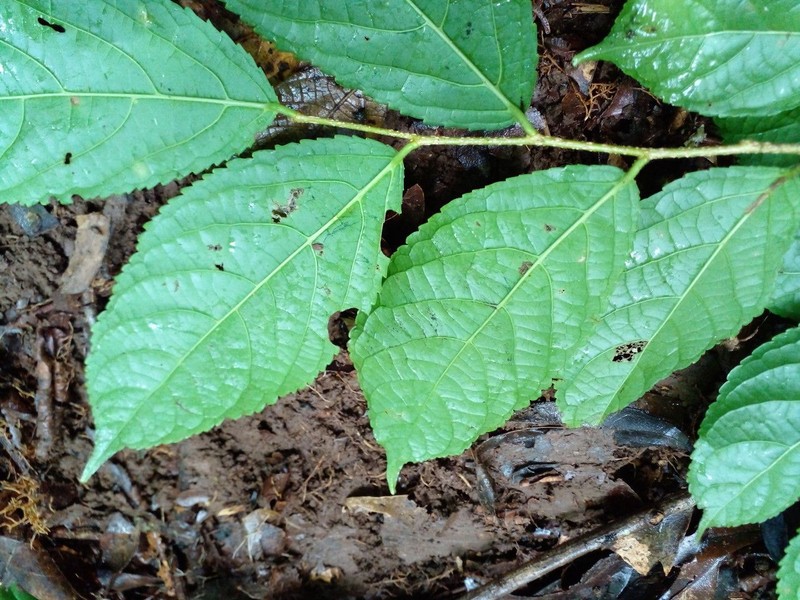 Xylosma oligandra photo 7