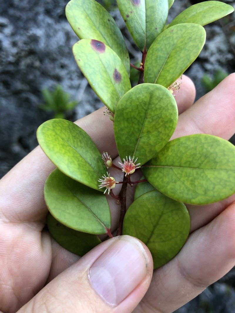 Xylosma orbiculata