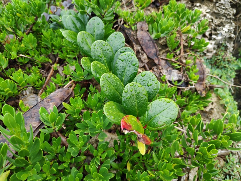 Xylosma orbiculata photo 4