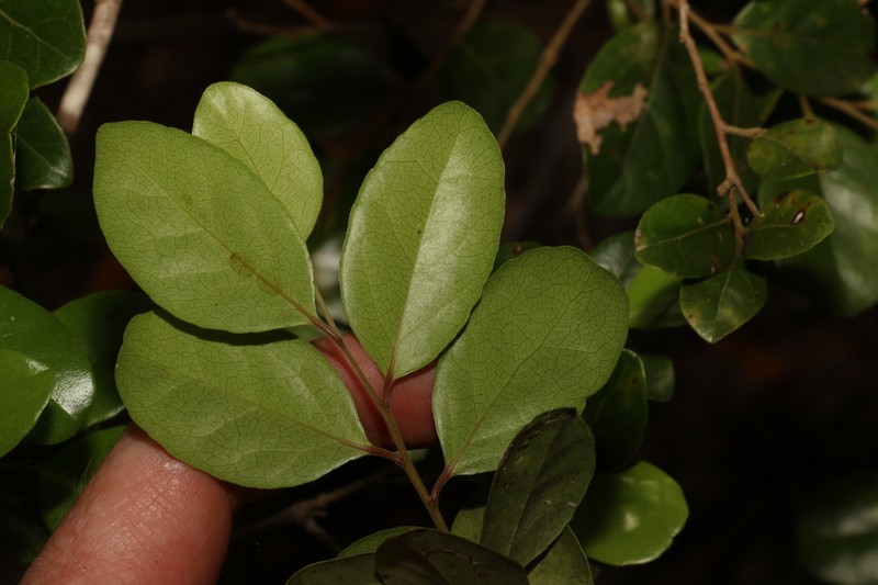 Xylosma ovata