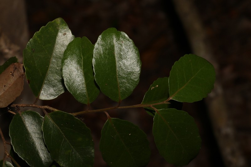 Xylosma ovata photo 2