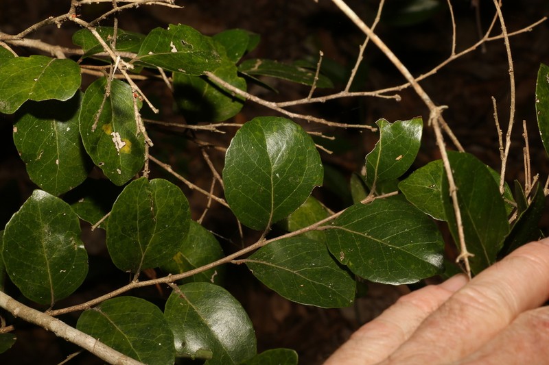 Xylosma ovata photo 3