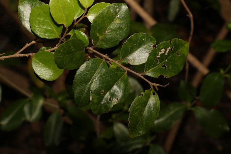 Xylosma ovata photo 4