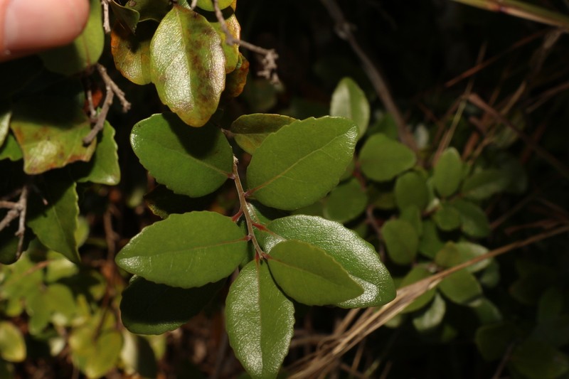 Xylosma ovata photo 5