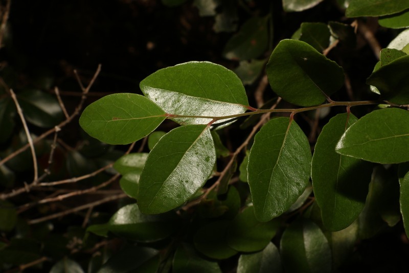Xylosma ovata photo 7