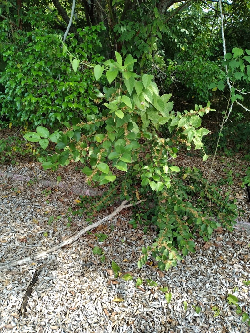 Xylosma panamensis