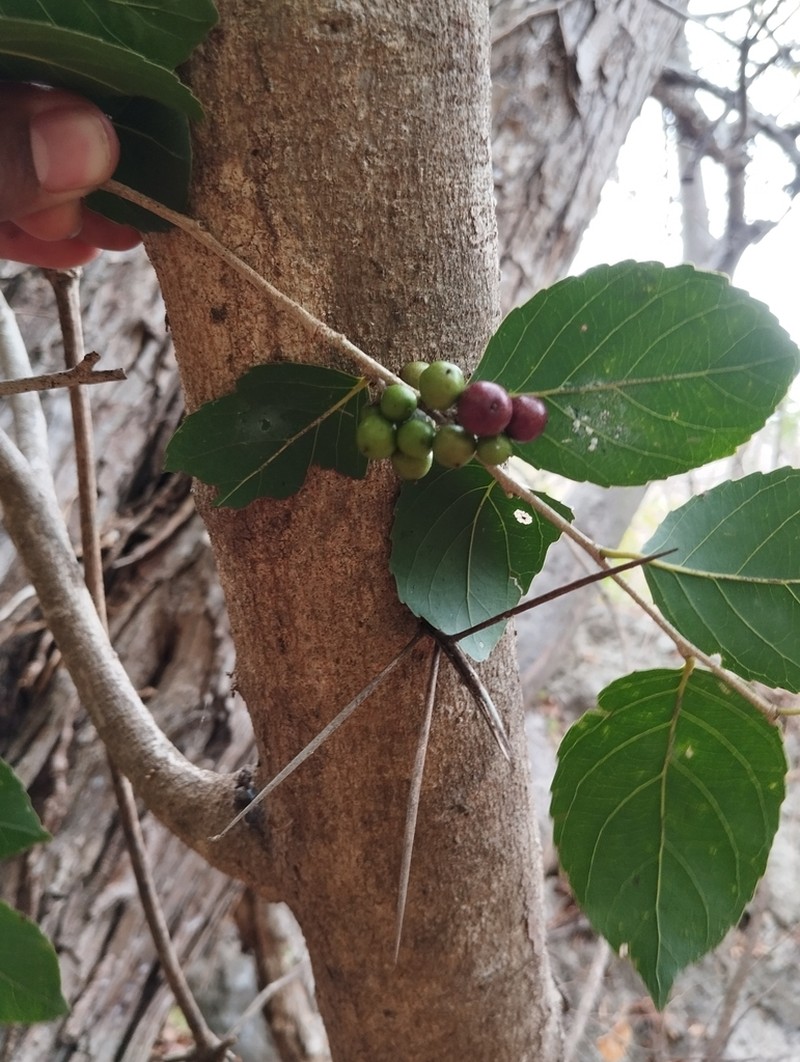 Xylosma panamensis photo 2